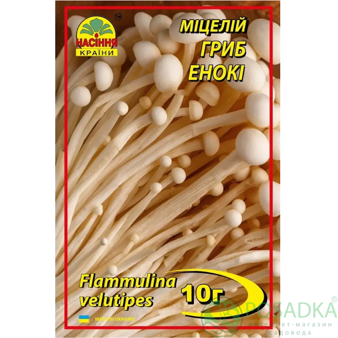 картинка Мицелий зерновой гриб Эноки 