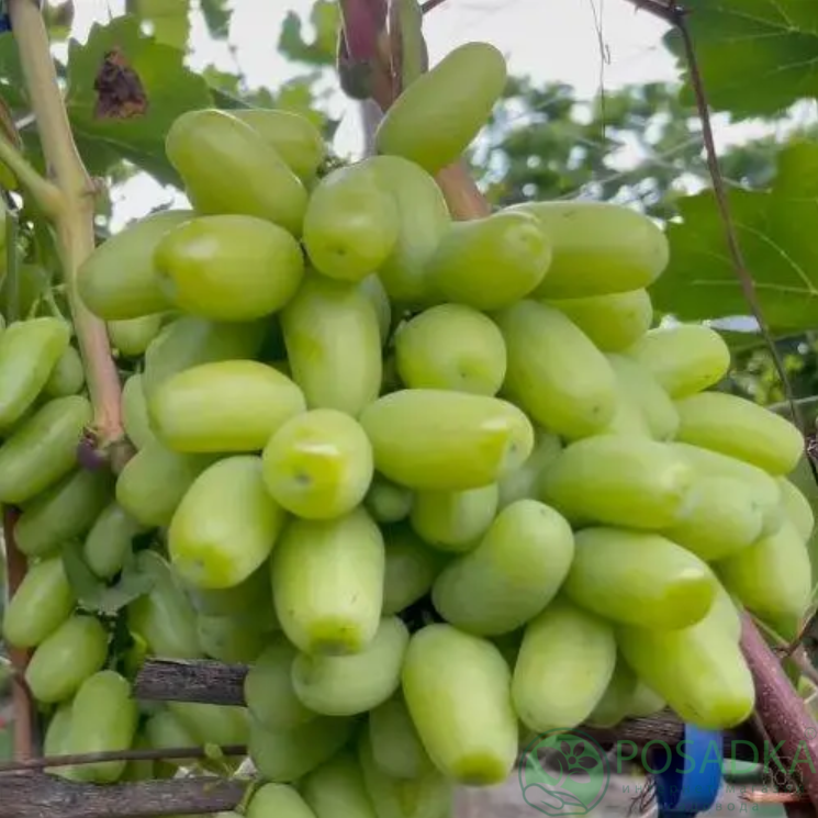 картинка Виноград Белая Леди 