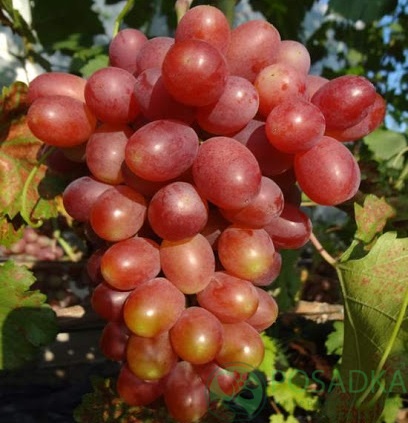 картинка Виноград Иранец 