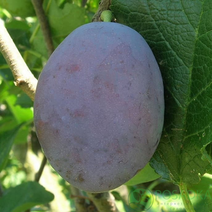 картинка Слива Хаганта 