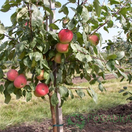 картинка Крупномер яблони Мельба 