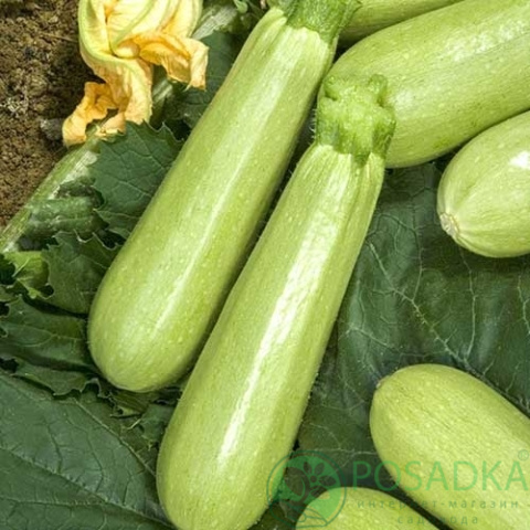 картинка Семена кабачок Гайдамака 3 г, SeedEra картинка Семена кабачок Гайдамака 3 г, SeedEra