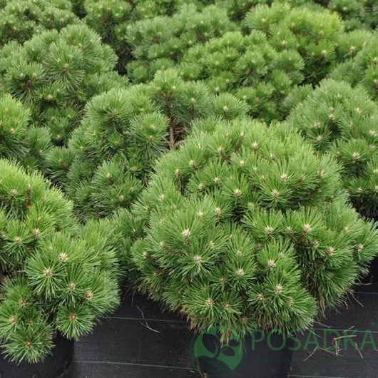 картинка Сосна черная Нана (Pinus nigra Nana) 