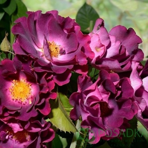 картинка Роза плетистая Найт Оул 