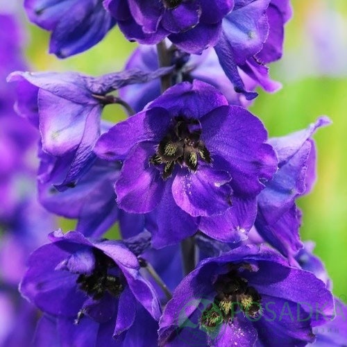 картинка Дельфиниум Black Knight 