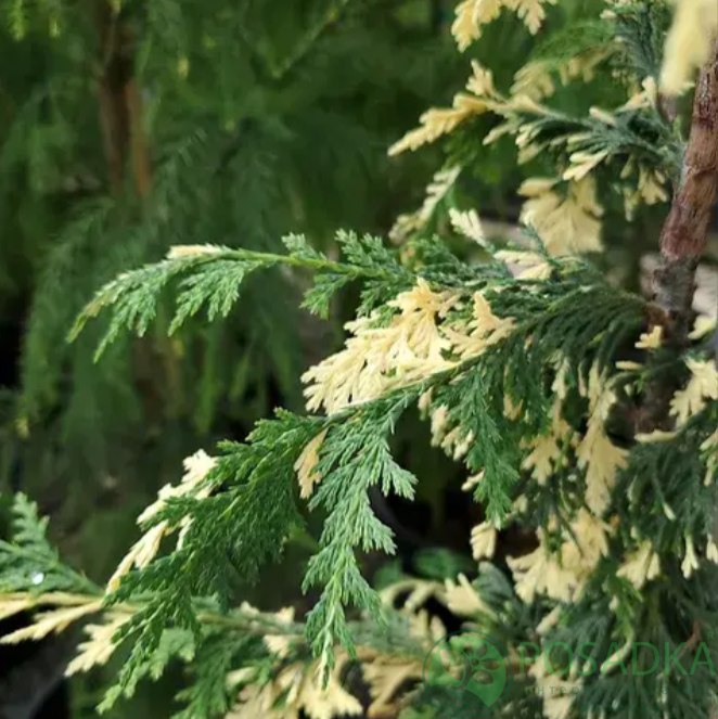 картинка Кипарисовик нутканский Вариегата 