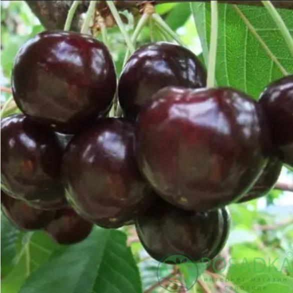 картинка Черешня Роял Хелен 