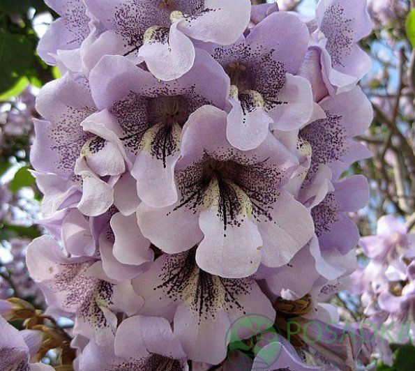 картинка Павлония (Адамово дерево) Paulownia tomentosa 