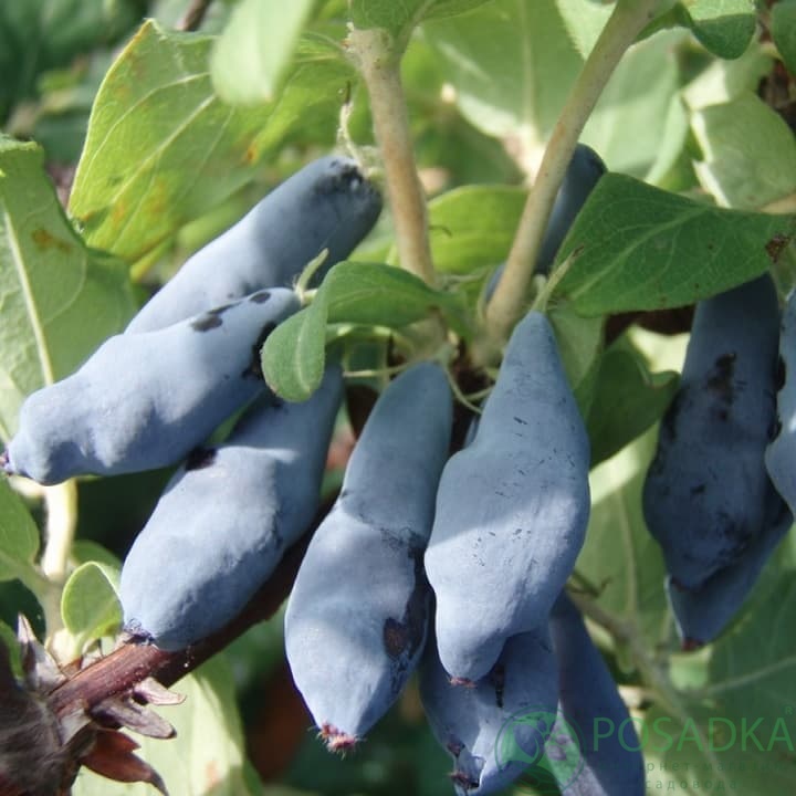 картинка Жимолость съедобная Морена 