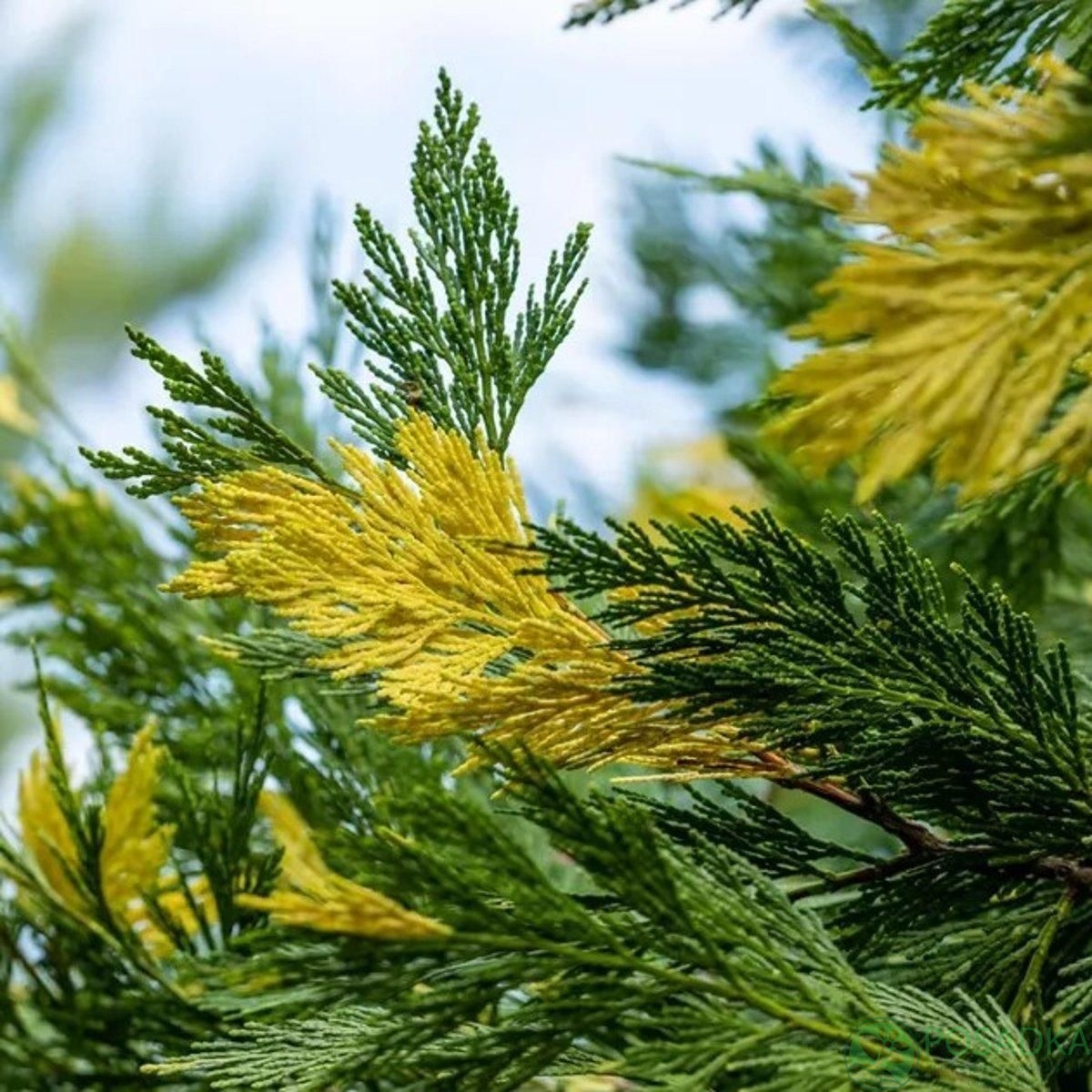 картинка Калоцедрус низбегающий Aureovariegata С4 