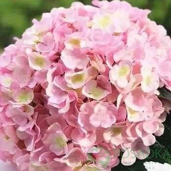 картинка Гортензия крупнолистая Sarena Pink 