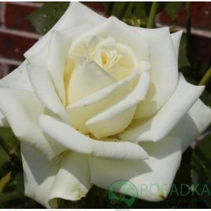 картинка Роза чайно-гибридная Полар Стар 