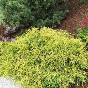 картинка Кипарисовик горохоплодный Nana Albovariegata 7.5л 