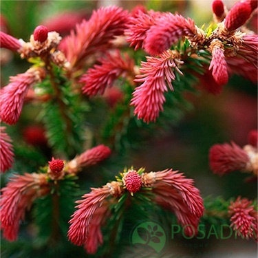 картинка Ель обыкновенная Ридал на штамбе 5л 