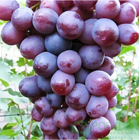 картинка Виноград кишмиш Супериор 