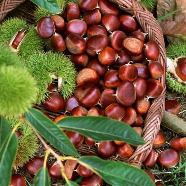картинка Каштан cъедобный (Castanea sativa) (2 года) контейнер С2 