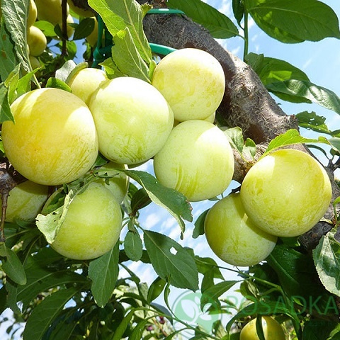 картинка Слива Голден Джапан 