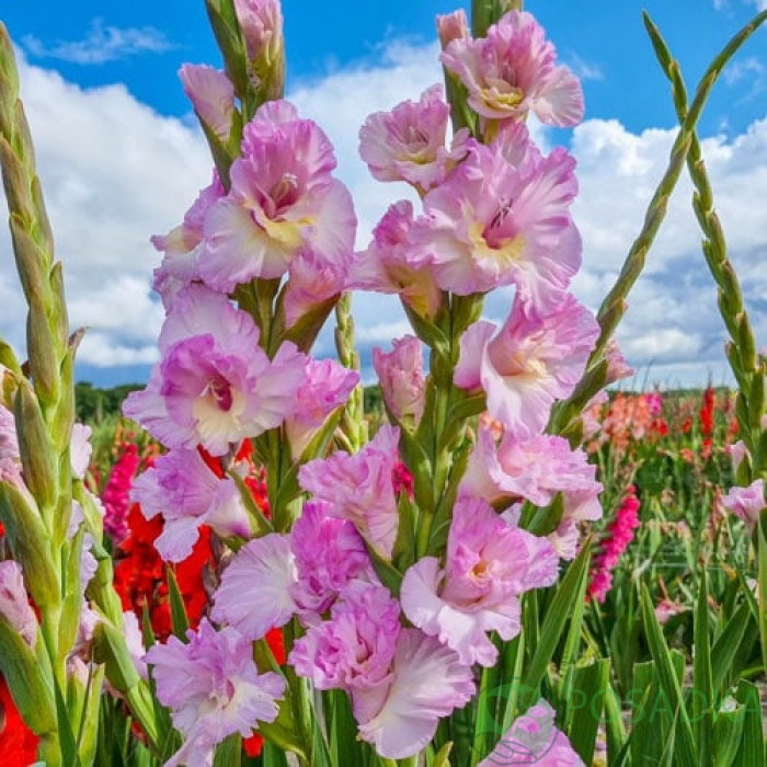 картинка Гладиолус Magenta Princess 