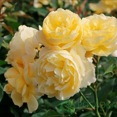 картинка Роза почвопокровная Зоненширм 