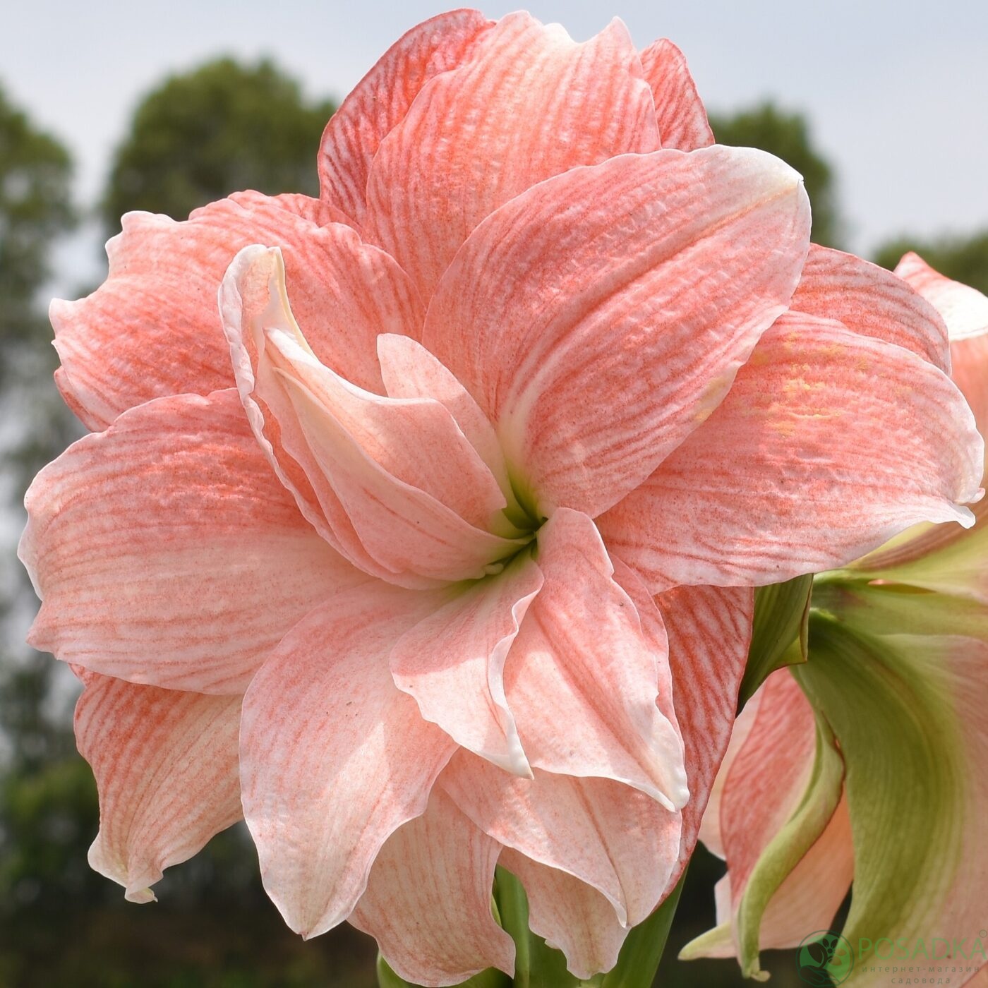 картинка Амариллис Pink Glory 