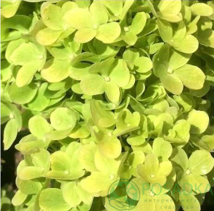 картинка Гортензия на штамбе Mojito (Мохито) 