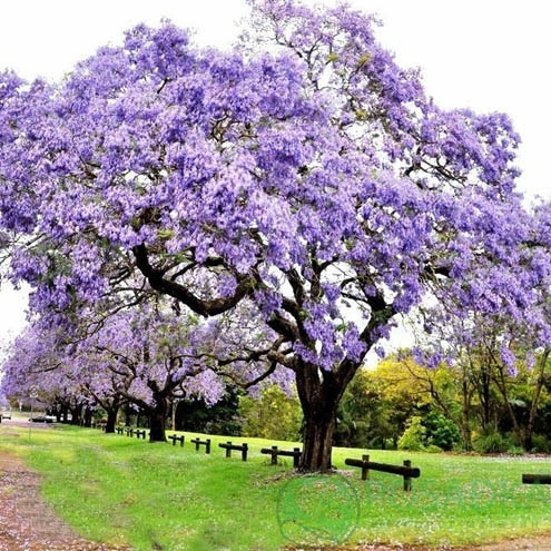 картинка Павлония (Адамово дерево) Paulownia tomentosa 