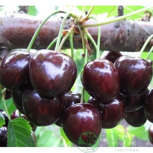 картинка Черешня Находка 