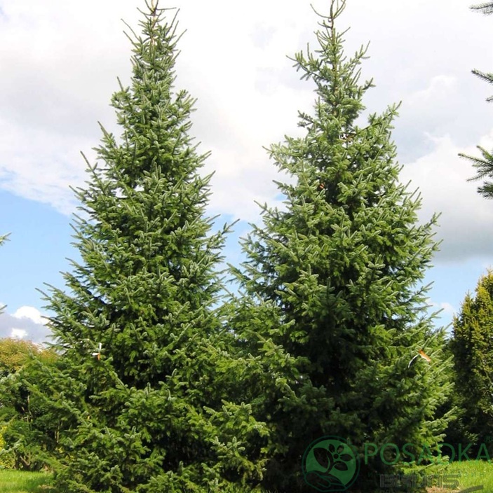 картинка Ель сербская (Picea Omorika) C3 