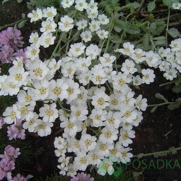 картинка Тысячелистник агератолистный, Achillea ageratifolia 
