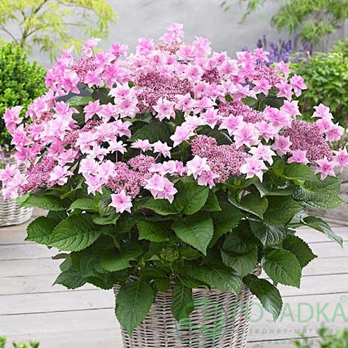 картинка Гортензия крупнолистная Doppio Rosa 