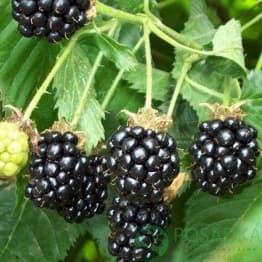 картинка Ежевика Блэк Сатин 