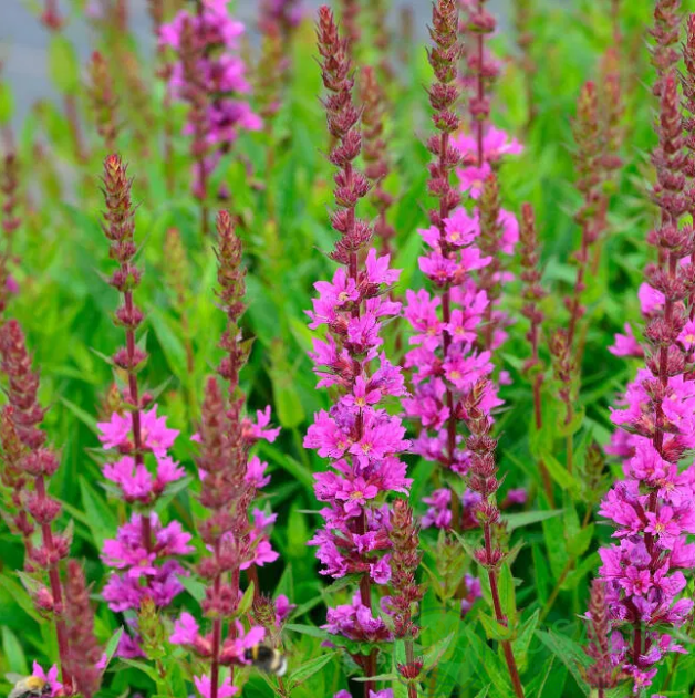 картинка Дербенник иволистный Робин (Lythrum salicaria "Robin) картинка Дербенник иволистный Робин (Lythrum salicaria "Robin)