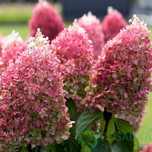 картинка Гортензия метельчатая Living Pinky Promise 