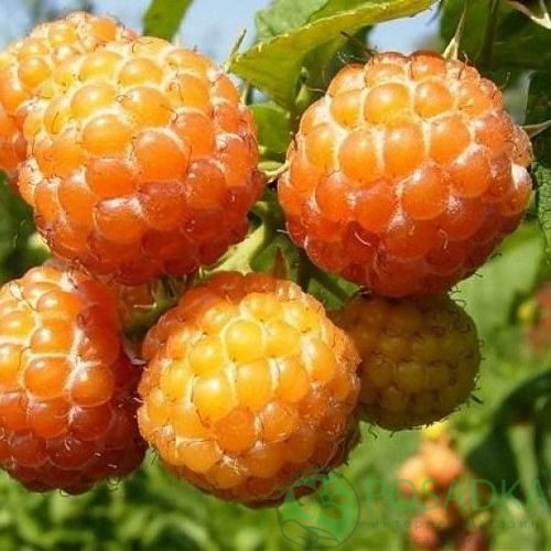 картинка Малина Кумберленд желтый 