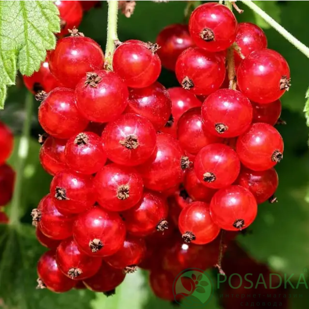 картинка Смородина красная Дарница 