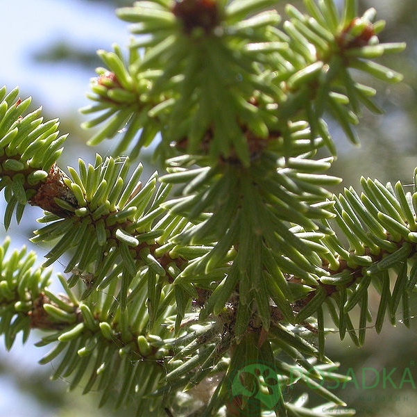 картинка Пихта испанская 