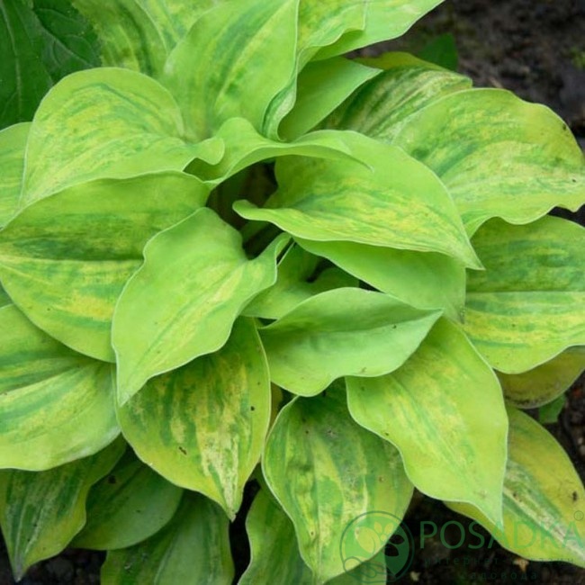 картинка Хоста Silver Threads and Golden Needles 