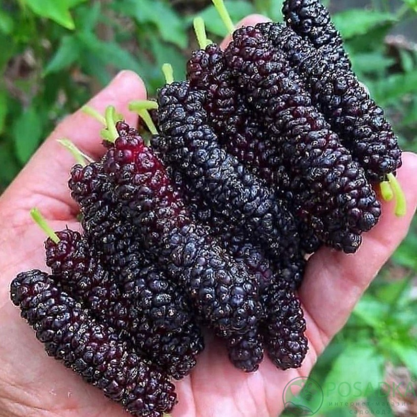 картинка Шелковица длинноплодная Пакистанская 