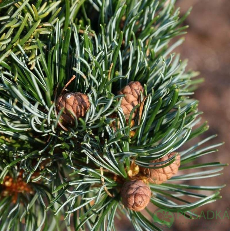 картинка Сосна parviflora Koraku 