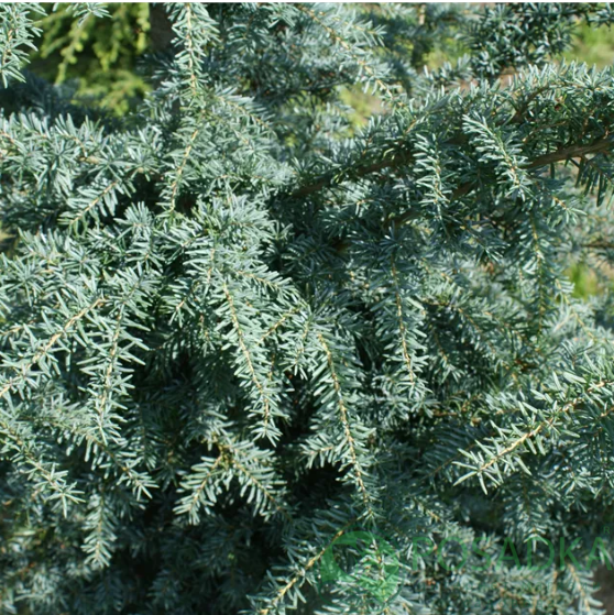 картинка Тсуга западная Glauca 