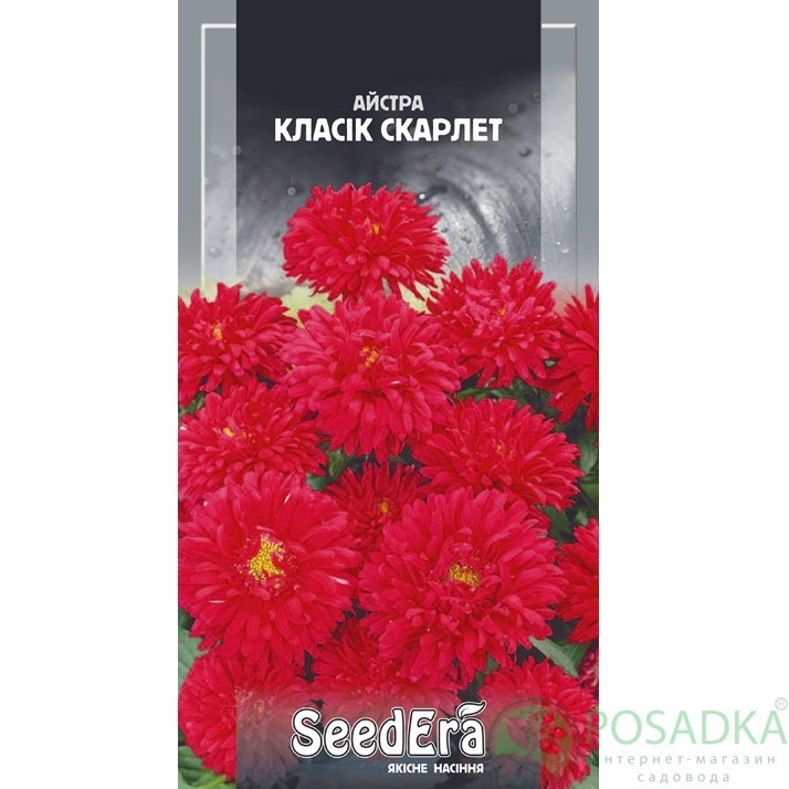 картинка Семена астра Низкорослая Классик Скарлет 0.25г, SeedEra картинка Семена астра Низкорослая Классик Скарлет 0.25г, SeedEra