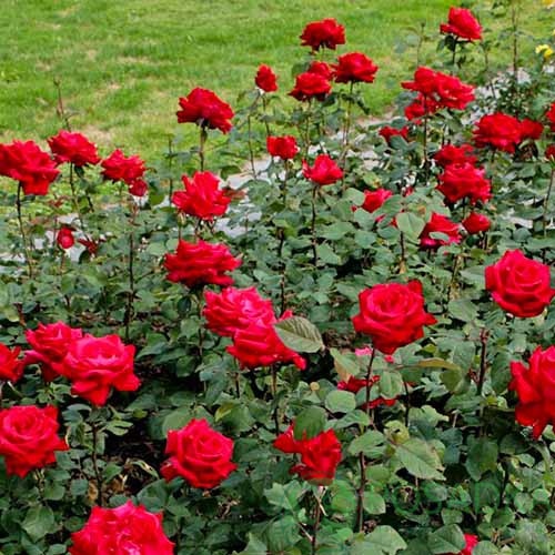 картинка Роза чайно-гибридная Grande Amore 3л 