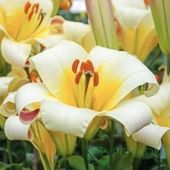 картинка Лилия White Planet 