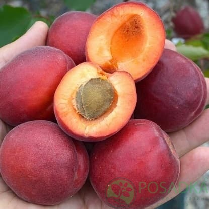 картинка Абрикос Кулгат (Koolgat) 