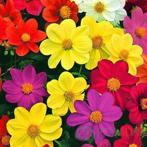 картинка Георгина Переменная Веселые Ребята смесь 0.5 г, SeedEra 