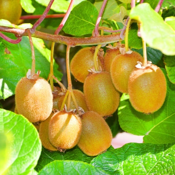 картинка Киви Генрих (самоплодный, морозостойкий) 
