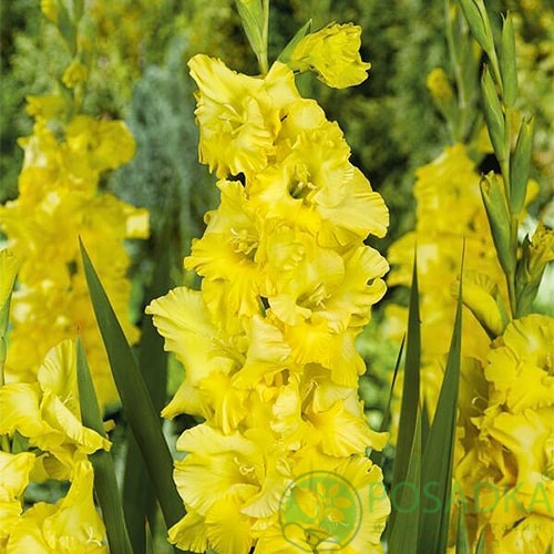 картинка Гладиолус Bra Val 