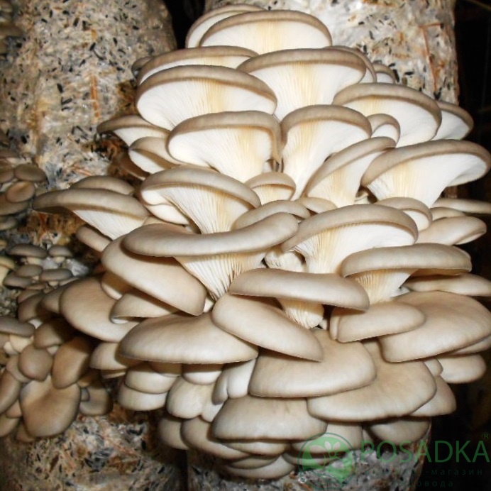 картинка Грибной блок вешенка SN-010 015, 8 кг 