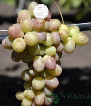 картинка Виноград Королёк 