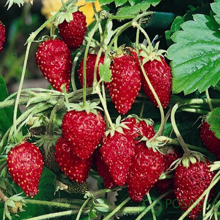 картинка Земляника Руяна (безусая)  картинка Земляника Руяна (безусая)